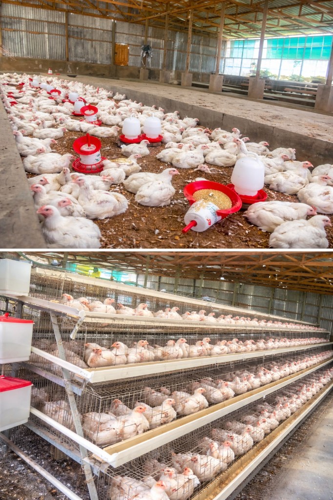 Bikundo Farm Fresh poultry houses: healthy broilers on clean litter with feeders and drinkers, and organized multi-tier housing with feed and water lines.
